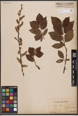 Foto von Salix caprea L.